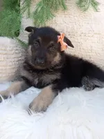 Roxy , a female German Shepherd Dog for sale in Sugarcreek, OH – 1 of 4