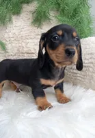 Roscoe , a male Dachshund for sale in Sugarcreek, OH – 4 of 5