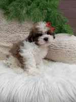 Teddy, a male Shichon for sale in Sugarcreek, OH – 3 of 4