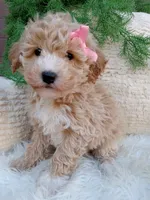 Britney , a female Bichpoo for sale in Sugarcreek, OH – 2 of 4