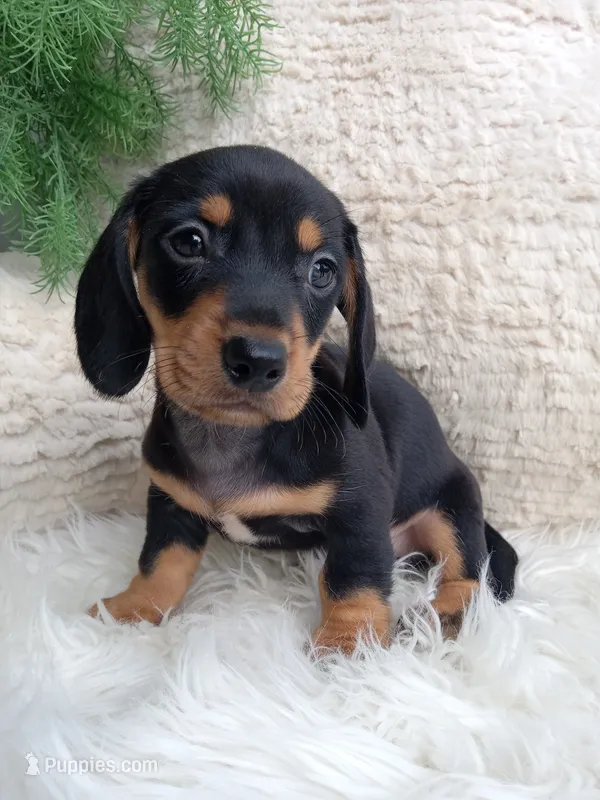Roscoe  – Dachshund puppy for sale in Sugarcreek, OH