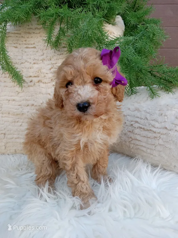 Violet  – Bichpoo puppy for sale in Sugarcreek, OH