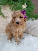Violet , a female Bichpoo for sale in Sugarcreek, OH – 1 of 4
