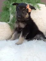 Roxy , a female German Shepherd Dog for sale in Sugarcreek, OH – 2 of 4