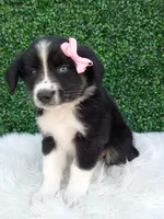 Bubbles , a female Australian Shepherd for sale in Sugarcreek, OH – 2 of 4