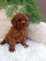 Tracy , a female Poodle - Miniature  for sale in Sugarcreek, OH – 2 of 4