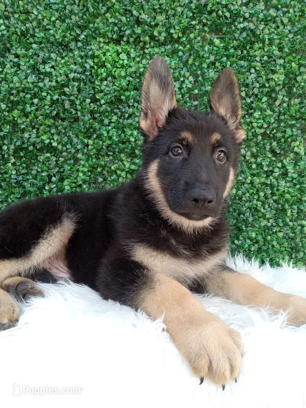 Max – German Shepherd Dog puppy for sale in Sugarcreek, OH