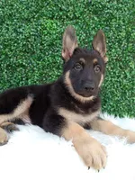 Max, a male German Shepherd Dog for sale in Sugarcreek, OH – 1 of 4