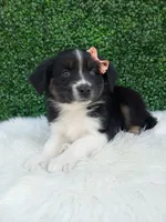 Skye , a female Australian Shepherd for sale in Sugarcreek, OH – 3 of 4