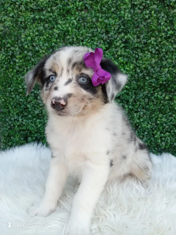 Flicka – Australian Shepherd puppy for sale in Sugarcreek, OH