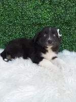 Kianna, a female Australian Shepherd for sale in Sugarcreek, OH – 4 of 4