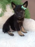 Bandit , a male German Shepherd Dog for sale in Sugarcreek, OH – 4 of 4