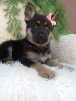 Callie , a female German Shepherd Dog for sale in Sugarcreek, OH – 3 of 4