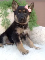 Callie , a female German Shepherd Dog for sale in Sugarcreek, OH – 4 of 4