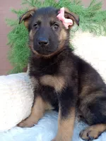 Chloe, a female German Shepherd Dog for sale in Sugarcreek, OH – 2 of 4