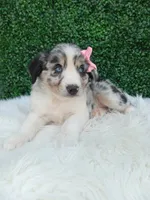 Bella, a female Australian Shepherd for sale in Sugarcreek, OH – 3 of 4