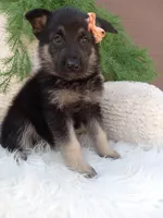 Roxy , a female German Shepherd Dog for sale in Sugarcreek, OH – 4 of 4