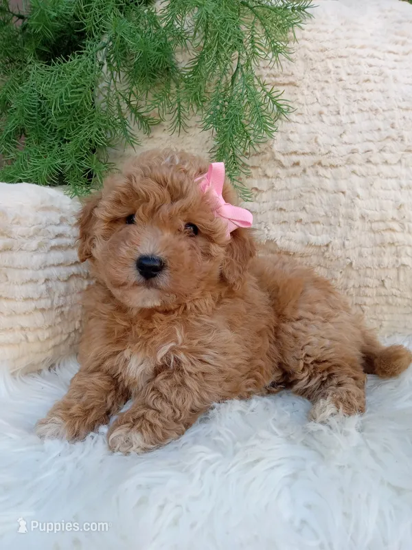 Willow  – Bichpoo puppy for sale in Sugarcreek, OH