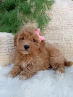Willow , a female Bichpoo for sale in Sugarcreek, OH – 1 of 4