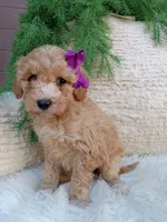 Violet , a female Bichpoo for sale in Sugarcreek, OH – 3 of 4