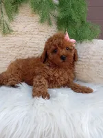 Izzy, a female Poodle - Miniature  for sale in Sugarcreek, OH – 4 of 4