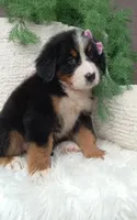 Molly , a female Bernese Mountain Dog for sale in Sugarcreek, OH – 4 of 4