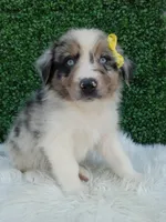 Rubble, a male Australian Shepherd for sale in Sugarcreek, OH – 4 of 4