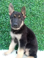 Max, a male German Shepherd Dog for sale in Sugarcreek, OH – 3 of 4