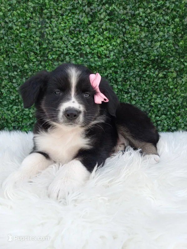 Bubbles  – Australian Shepherd puppy for sale in Sugarcreek, OH