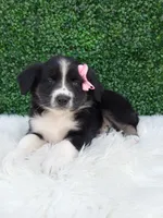 Bubbles , a female Australian Shepherd for sale in Sugarcreek, OH – 1 of 4