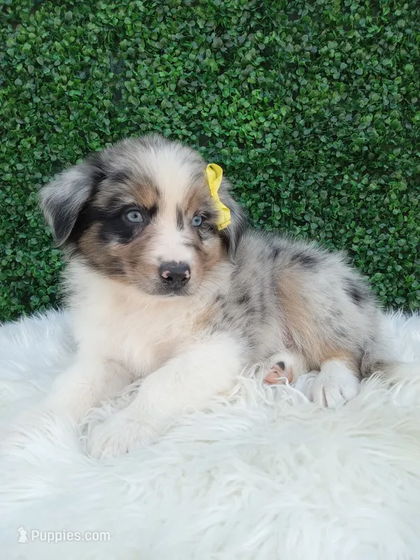 Rubble – Australian Shepherd puppy for sale in Sugarcreek, OH