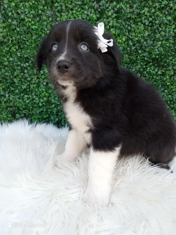 Kianna – Australian Shepherd puppy for sale in Sugarcreek, OH