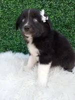 Kianna, a female Australian Shepherd for sale in Sugarcreek, OH – 1 of 4