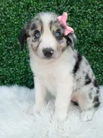Bella, a female Australian Shepherd for sale in Sugarcreek, OH – 4 of 4