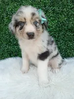 Charles, a male Australian Shepherd for sale in Sugarcreek, OH – 4 of 4