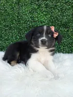 Skye , a female Australian Shepherd for sale in Sugarcreek, OH – 2 of 4