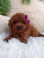 Tracy , a female Poodle - Miniature  for sale in Sugarcreek, OH – 4 of 4