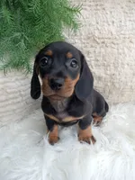 Rocky , a male Dachshund for sale in Sugarcreek, OH – 2 of 4