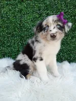 Flicka, a female Australian Shepherd for sale in Sugarcreek, OH – 4 of 4
