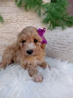 Violet , a female Bichpoo for sale in Sugarcreek, OH – 2 of 4