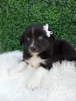 Kianna, a female Australian Shepherd for sale in Sugarcreek, OH – 2 of 4