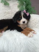 Molly , a female Bernese Mountain Dog for sale in Sugarcreek, OH – 3 of 4