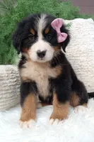 Molly , a female Bernese Mountain Dog for sale in Sugarcreek, OH – 2 of 4