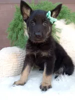 Bandit , a male German Shepherd Dog for sale in Sugarcreek, OH – 2 of 4