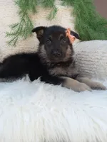 Roxy , a female German Shepherd Dog for sale in Sugarcreek, OH – 3 of 4