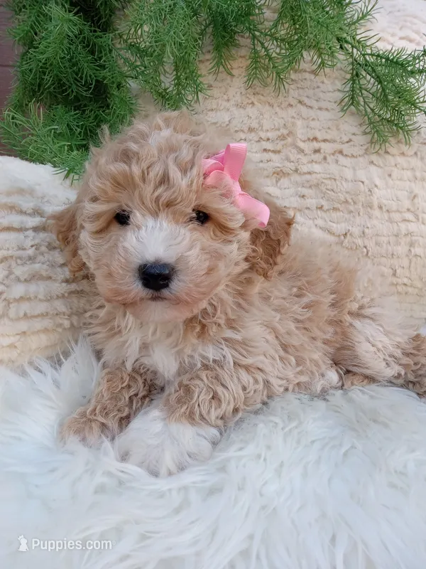 Britney  – Bichpoo puppy for sale in Sugarcreek, OH