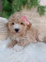 Britney , a female Bichpoo for sale in Sugarcreek, OH – 1 of 4