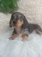 Macy, a female Dachshund for sale in Sugarcreek, OH – 2 of 4