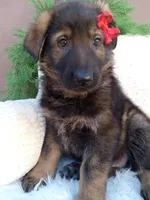 Jack, a male German Shepherd Dog for sale in Sugarcreek, OH – 3 of 4