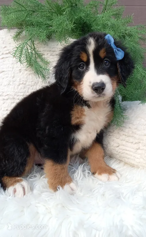 Champ  – Bernese Mountain Dog puppy for sale in Sugarcreek, OH